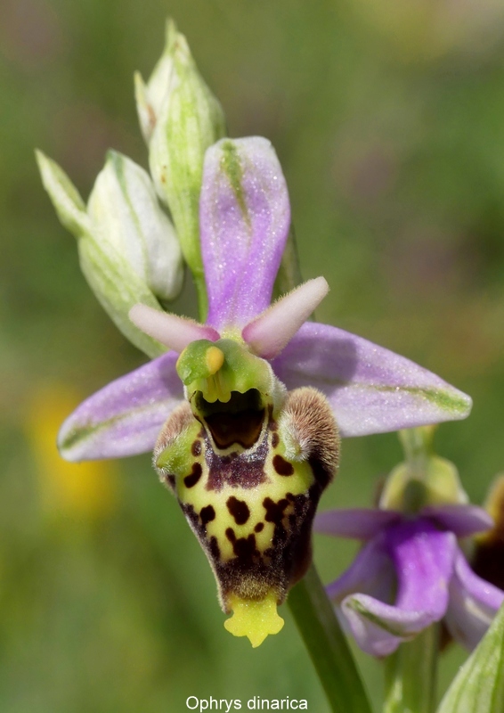 Forme ibride di Ophrys aranifera/sphegodes x Ophrys dinarica  9 giugno 2025  alto aquila